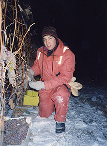Harvesting icewine is not for the faint of heart