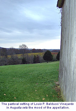 Louis P. Balducci Vineyards