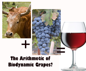 Biodynamic grape farming includes bovine horns.