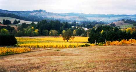 Black Oak Vineyard on bench land in Elkton Oregon