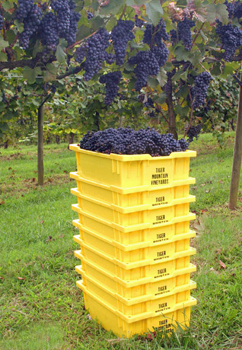 Unusual Georgia grape varieties grow here.
