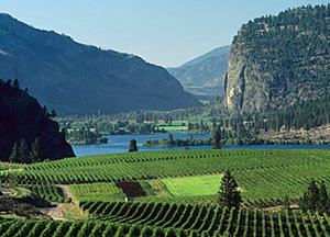 Blue Mountain Vineyard is radically altering their vineyard plantings.