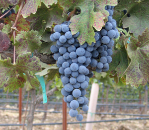Eastern Cabernet Franc is coming into its own