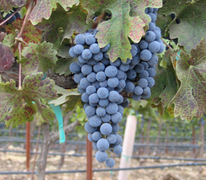 Cabernet Franc