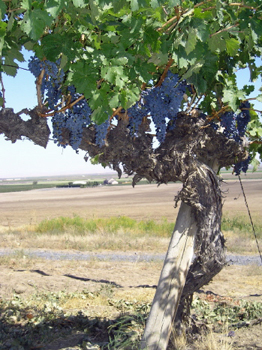 Champoux Vineyard