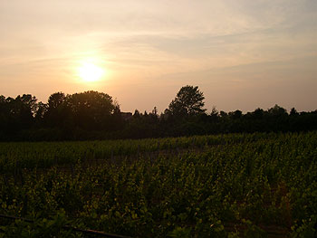 Sunset over Wolffer Estate in the Hamptons