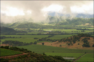 Napa Valley harvest report for 2007