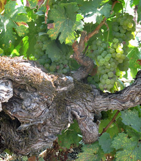 Historic Larkmead Vineyards in Calistoga 