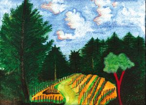 Muccigrosso Vineyards in the Santa Cruz Mountains