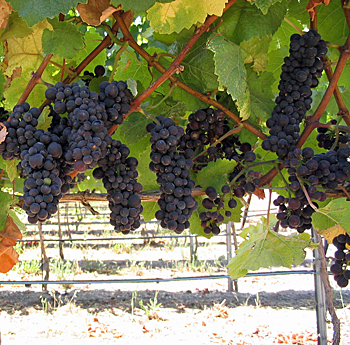 Pinot Noir's Regional Pedigree