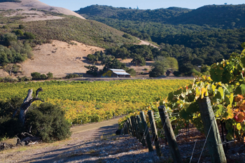 Sanford and Benedict Vineyard in Sta. Rita Hills AVA