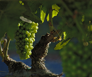 Russian River Chardonnay