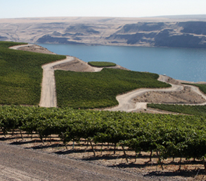 Long Shadows Vintners