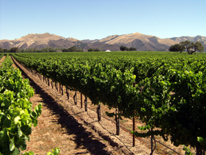 Zaca Mesa Winery and Vineyards