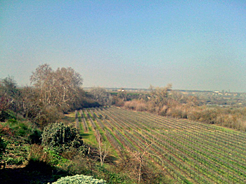 Fresno State Winery Syrah