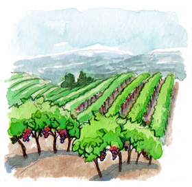 Monte Rosso Vineyard has magical Cabernet fruit.