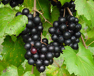 Muscadine rules in South Carolina