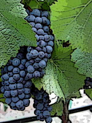 Pinot Noir is a richly coveted grape.