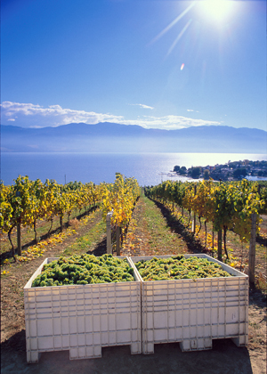 Quails' Gate Estate Winery off of Lake Okanagan