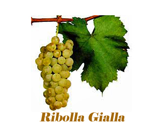 Ribolla Gialla in Napa Valley