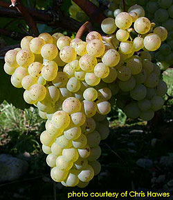 Auxerrois on the Leelanau Peninsula