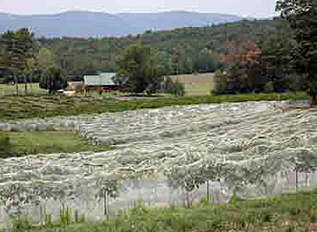 White Oak Vineyards in Alabama