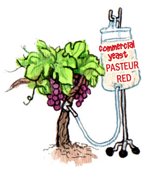 Yeast Inoculation – Threat or Menace?