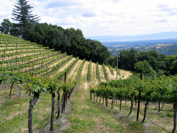 The Portola Springs Vineyard Chardonnay vines are grown on a hillside which overlooks the Silicon Valley below.