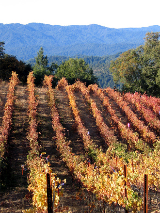 The Gist Ranch owned by Thomas Fogarty Winery, and from which their Cabernet Sauvignon is sourced, reveals the fall colors and terrain typical of the AVA.