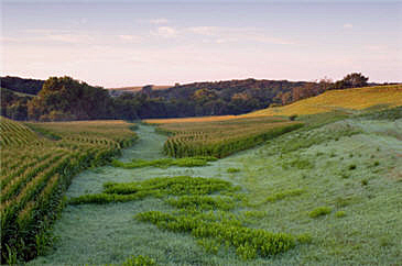 “There are some row-crop farmers who thought they had a section of land that really wasn’t suitable for growing corn and soybeans - it had a slope to it or the soils weren’t good for planting traditional Iowa crops - so they looked into putting a little bit of grapes in.