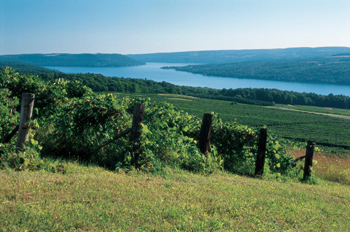 Keuka Lake Vineyard’s cooler clime, shorter season and lower light intensity mark it for delicate, floral wines of crisp acidity. 