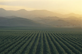 Lockwood Vineyards in the southern most part of Monterey County relies on mechanized harvesting for its vast vineyards but almost all smaller producers in the county handpick their grapes. 