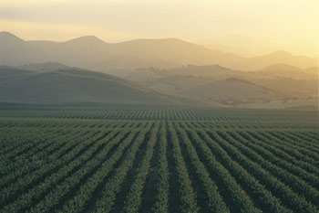 Lockwood Vineyards in the southern most part of Monterey County relies on mechanized harvesting for its vast vineyards but almost all smaller producers in the county handpick their grapes.
