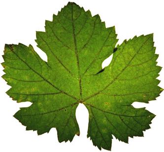 Petite <i>Sirah</i>, Petite <i>Syrah</i>...however you spell it, it’s a cultivar once in disfavor, pulled out or grafted-over. However, this long misunderstood variety is now finding the love from a growing group of passionate Petite producers.