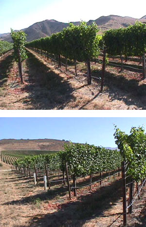 Bien Nacido Vineyards, Santa Maria Valley