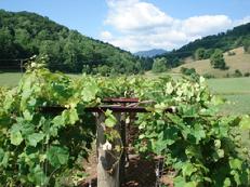 DuCard Vineyards photo