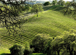 Hawkes vineyards, Alexander Valley