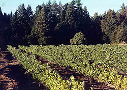 McHenry Vineyard