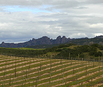 Michaud Vineyard and Winery