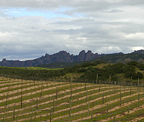 Michaud Vineyard and Winery