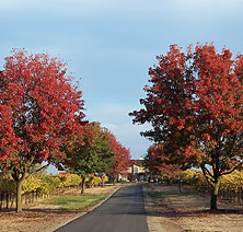 Miramont Estate Vineyards