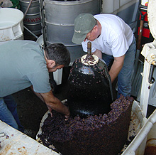 Ribera Vineyards