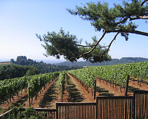 Torii Mor Winery