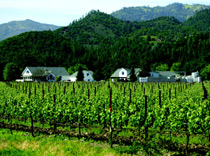 Benessere Vineyards