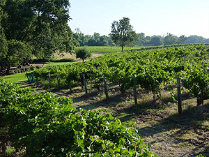 Mokelumne Glen Vineyards