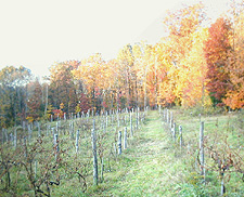 Silver Stream Vineyard