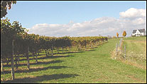 Kinkead Ridge Estate Winery