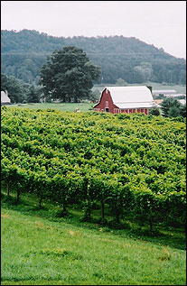 Tiger Mountain Vineyards