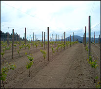 Venturi-Schulze Vineyards