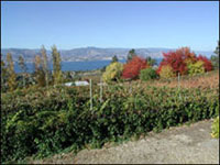 Nichol Vineyard and Estate Winery